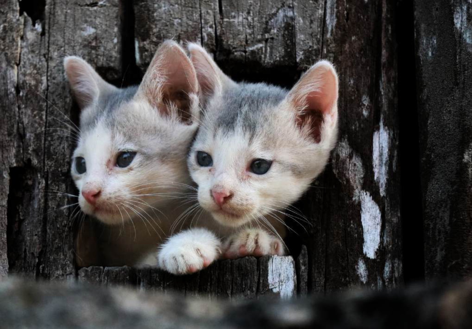 Mirror Images — two kittens holding the same pose